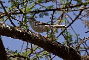 Olivaceous warbler (hippolais pallida) Serengeti